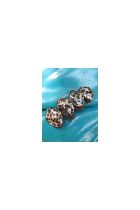 BR300 bracelet coquillage ovale tachete